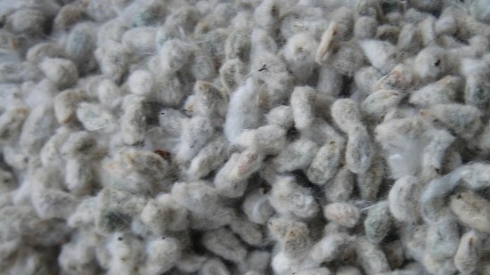 ADM, PYCO Industries Launch Cottonseed Processing Joint Venture