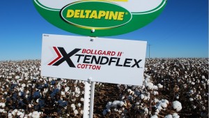 Search Begins for Deltapine Class of 17