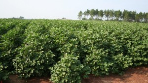 Webcast Focuses on Bollworm Management in Bt Cotton