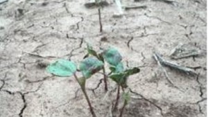 Crop Progress: Cotton Planting Now Reported from Coast to Coast