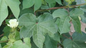 Trusted Treatment Options for Plant Bugs in Blooming Cotton