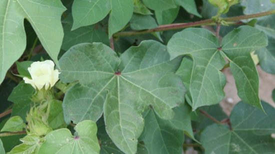 Don’t Relax Yet on Plant Bug Treatments