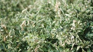 First in Series of Cover Crop Fact Sheets Now Online