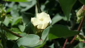 Vestaron Launches New Bioinsecticide for U.S. Row Crops