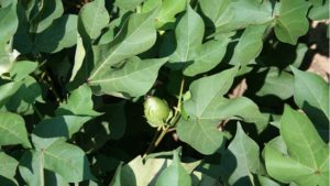 Biopesticide Option for Bollworm, Budworm Control