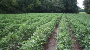Tennessee Cotton Production Predicted Down by One-Third in 2024