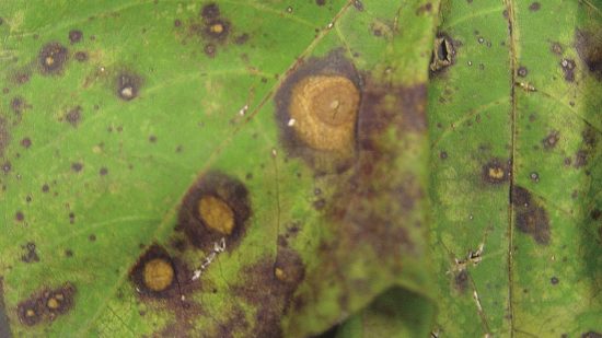 Managing Target Spot in Soybeans