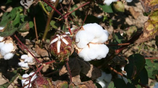 Crop Progress: Cotton Planting Continues at Brisk Pace