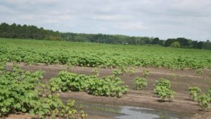 El Niño Weather Patterns to Bring Wetter Conditions to Texas