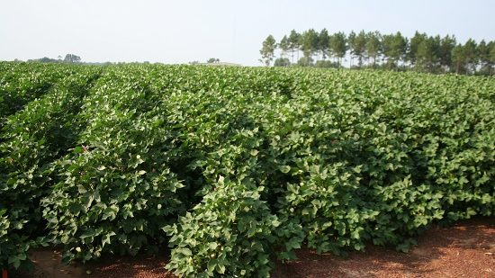 Reviewing Bacterial Blight in Georgia Cotton