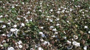 First 2017 Bale of U.S. Cotton Delivered in South Texas