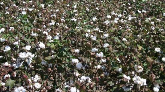 Cotton Highlights from September WASDE Report