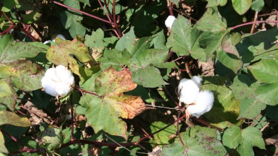 Shurley on Cotton: Market Unhappy with September Estimates