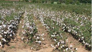 Updated Mid-South Defoliation Guide Now Online