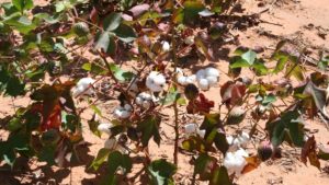 Crop Progress Notes from September 16