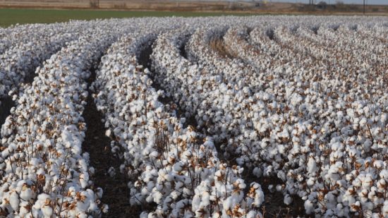 NCC Survey Shows 12.0 Million Acres of Cotton in 2022