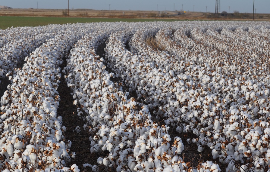 Plains Cotton Growers Annual Meeting