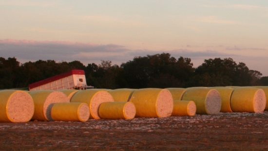 NCC Urges Cotton Quality Maintenance Following Rain Events