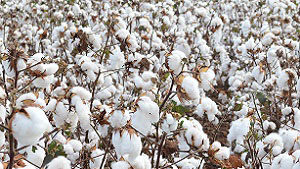 New Bayer Varieties Focus on High Yield, Adaptability