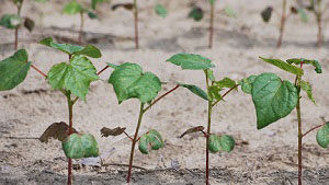 Thrips Predictor Model Aids Cotton Management Decisions