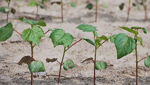 Critical TX Drought Forecast May Alter Planting Decisions