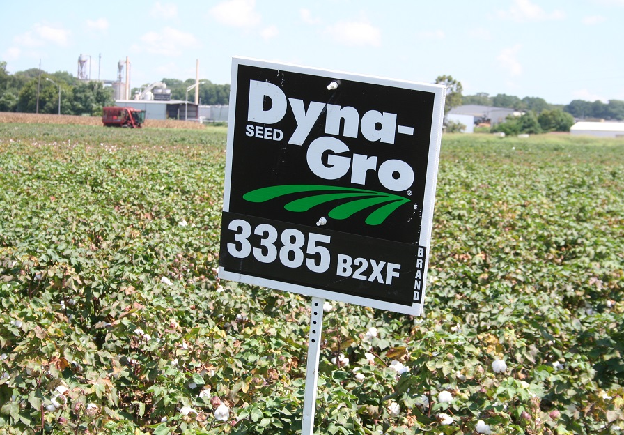 New DynaGro Varieties Four Years in the Making Cotton Grower