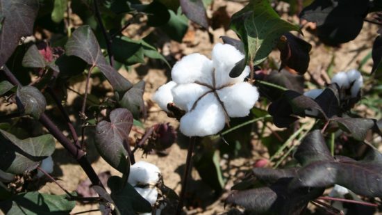 Outlook Still Optimistic for Texas Cotton