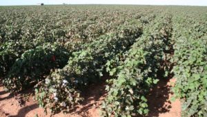 Sweet Tooth Bacteria Tracked in Bacterial Blight