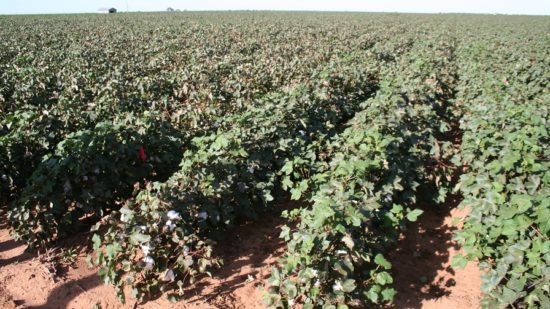 Cotton Board Adds New Regional Communication Managers