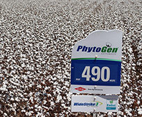Advanced Traits from PhytoGen Protect Yield and Quality