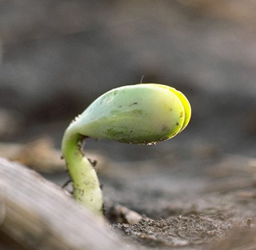 Cotton/Soybean Rotation Reminders - Cotton Grower