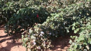 Cotton Sessions from West TX Ag Chemicals Institute Now Online