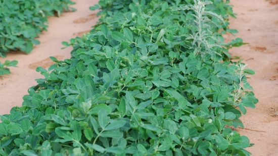 New Georgia Economics Tool Helps Estimate Production Costs