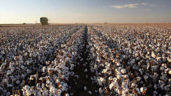 Deltapine Announces New Class of 19 Cotton Varieties