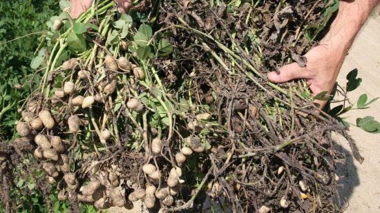 Warm Winter Sparks Concern About Potential Plant Diseases