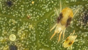 How to Manage Spider Mite Outbreaks in Arkansas