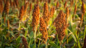 Sorghum Still a Sweet Option
