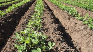 Cotton, Peanut Rotation Provides Value to Both Crops