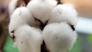 Pre-Harvest Review: How Fiber Quality Properties Are Rated