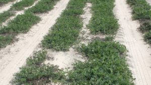 Growers Should Keep Timely Replanting Options in Mind