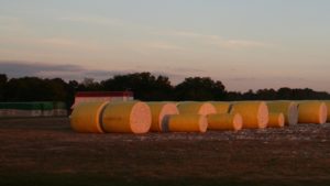 Crop Progress Notes for Cotton – December 2