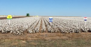 Cotton Varieties Eyed in AgriLife High Plains Trials