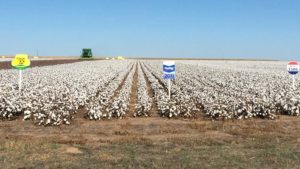 Cotton Varieties Eyed in AgriLife High Plains Trials
