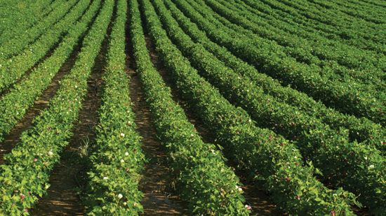 USDA Acreage Report: 3% Drop in 2019 Planted Cotton Acres