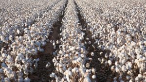 No Surprise: Cotton Acres Heading Down for 2023
