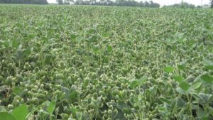 Missouri Joins Dicamba Ban; New Emergency Rules in Tennessee