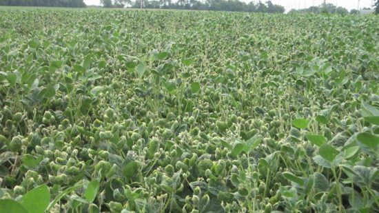 Arkansas Plant Board Votes to Ban Dicamba. Now What?