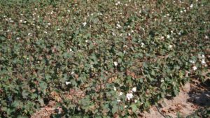 Proper Defoliation Timing Key Decision for Cotton Growers