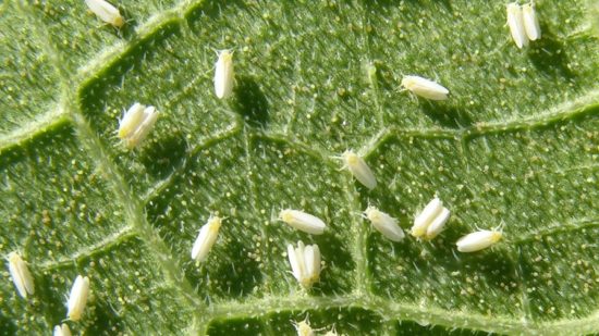 New Whitefly Product Labeled for Southeast Cotton