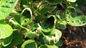 Arkansas Researchers Share Dicamba Volatility Studies